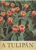 Sipos Elek - A tulipán