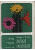 Mészáros Zoltán - Virágzó kaktuszok