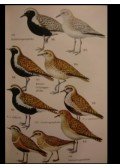 Makatsch, Wolfgang - Wir bestimmen Die Vögel Europas