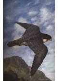 Leigh-Pemberton, John - Birds of Prey