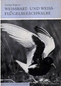 Kapocsy György - Weissbart- und Weissflügelseeschwalbe