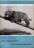 Dr. von Boetticher, Hans - Die Halbaffen und Koboldmakis