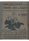 Klein, Ludwig - Unsere Waldblumen und Farngewachse