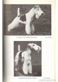 Udvardy Ernő,Puy Aladárné - A foxterrier