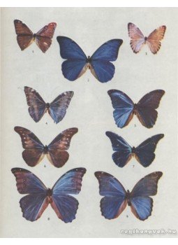 Barbulescu, Elena, Stanoiu, Ioan M. - Fluturi exotici Barbulescu, Elena, Stanoiu, Ioan M. - Fluturi exotici, Bucuresti 1979 antikvár könyv