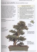 Tomlinson, Harry - Bonsai