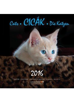 SZÁZSZORKÉP KIADÓ - Naptár Cicák 2016 22x22 cm, null 2015 antikvár könyv