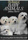 Johnny Morris - The most beautiful baby animals