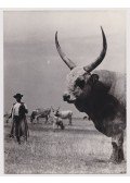 Szöllősy Kálmán - Hortobágy (Lucifer)( fotó)