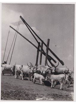 Szöllősy Kálmán - Hortobágy (Gulya a kiságas kútnál) (fotó) Szöllősy Kálmán - Hortobágy (Gulya a kiságas kútnál) (fotó), 0 antikvár könyv