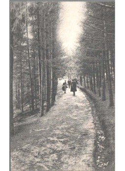  - Előpatak gyogyfürdő. Erdei fenyves sétány.,  1912 antikvár könyv