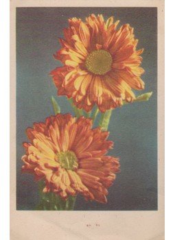  - Gerbera (képeslap), Budapest 0 antikvár könyv