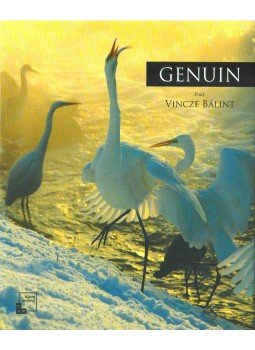 Vincze Bálint - Genuin Vincze Bálint - Genuin, 2017 antikvár könyv