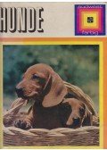 Torregrossa, Adriano - Hunde