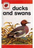 John Leigh-Pemberton - Duck and Swans