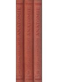 Hermann Voss,Robert Herrlinger - Taschenbuch der Anatomie I-III.