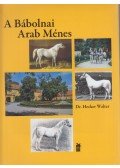 Hecker Walter - A Bábolnai Arab Ménes