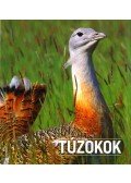 Bankovics Attila,Sós Endre - Túzokok