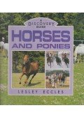 Lesley Eccles - Horses and Ponies