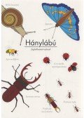 Nagy Diána - Hánylábú