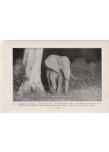 Johnson, Martin - Elefántok