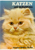 David Gibbon - Katzen