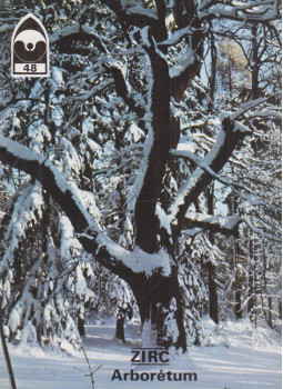 Temesi Ida - Zirc - Arborétum Temesi Ida - Zirc - Arborétum, Budapest 1999 antikvár könyv