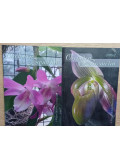 Józsa Katalin (szerk.) - 2 db Orchidea és Bromélia magazin: 2018/1. és 2018/2.