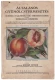 Thumbnail kép