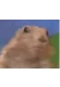 Thumbnail kép
