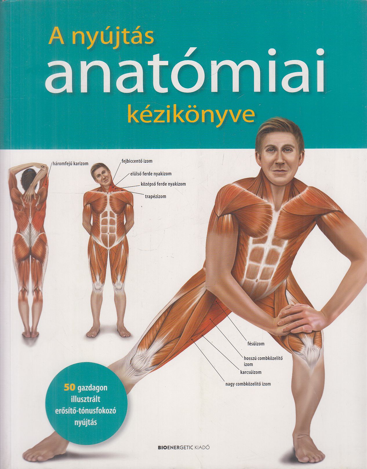 Ken Ashwell - A nyújtás anatómiai kézikönyve