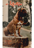 Bíró András - A Kutya 1973/9.szám