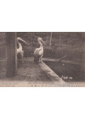  - The Australian Pelican (képeslap)